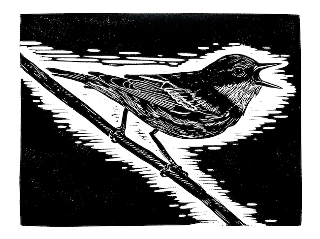 Black and white relief print image of a cerulean warbler.