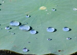 Photo of water droplets on a lilypad, by Steve Schild.