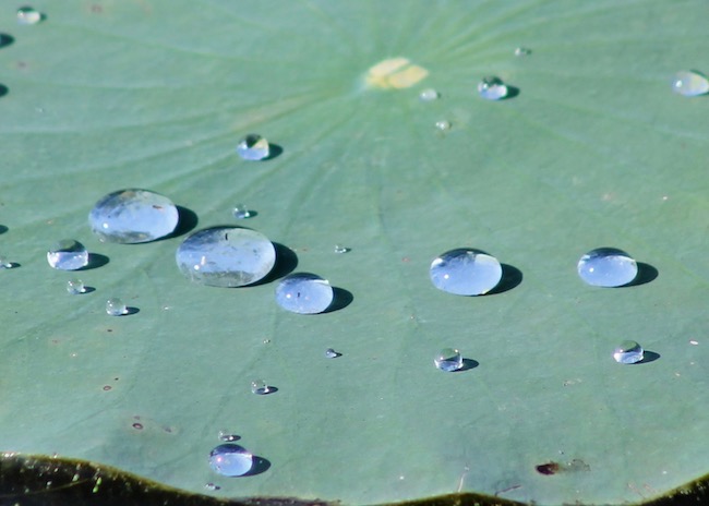 Photo of water droplets on a lilypad, by Steve Schild.