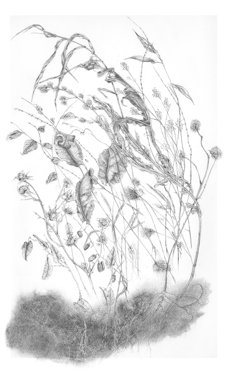 A pencil drawing of dried plants and roots by Lois Peterson.