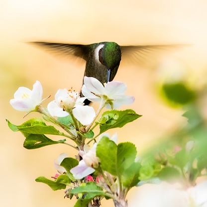 Photo entitled Feeding Hum by Pete Mutschler.