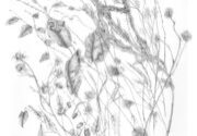 A pencil drawing of dried plants and roots by Lois Peterson.