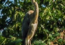 1784236507-2026-07-16-heron2
