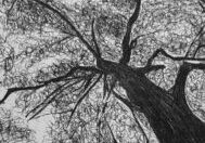 1784554331-2026-07-20-tree