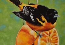 Baltimore Oriole 600px