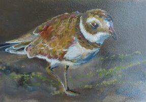 Semipalmated Plover, oil painting by Colleen Shore.