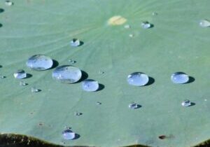 Photo of water droplets on a lilypad, by Steve Schild.